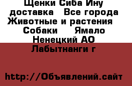 Щенки Сиба Ину доставка - Все города Животные и растения » Собаки   . Ямало-Ненецкий АО,Лабытнанги г.